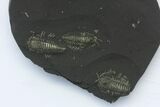 Pyritized Triarthrus Trilobites With Appendages - New York #39085-1